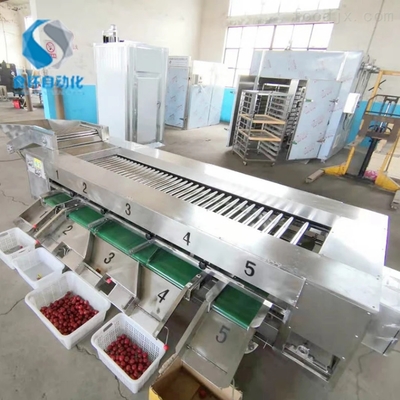 番茄滾杠式分級(jí)機(jī) 高效精準(zhǔn)的水果分選解決方案