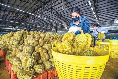 跨國(guó)果農(nóng)的甜蜜挑戰(zhàn) 從田間到全球的瓜果傳奇